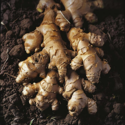 Fresh Ginger Roots